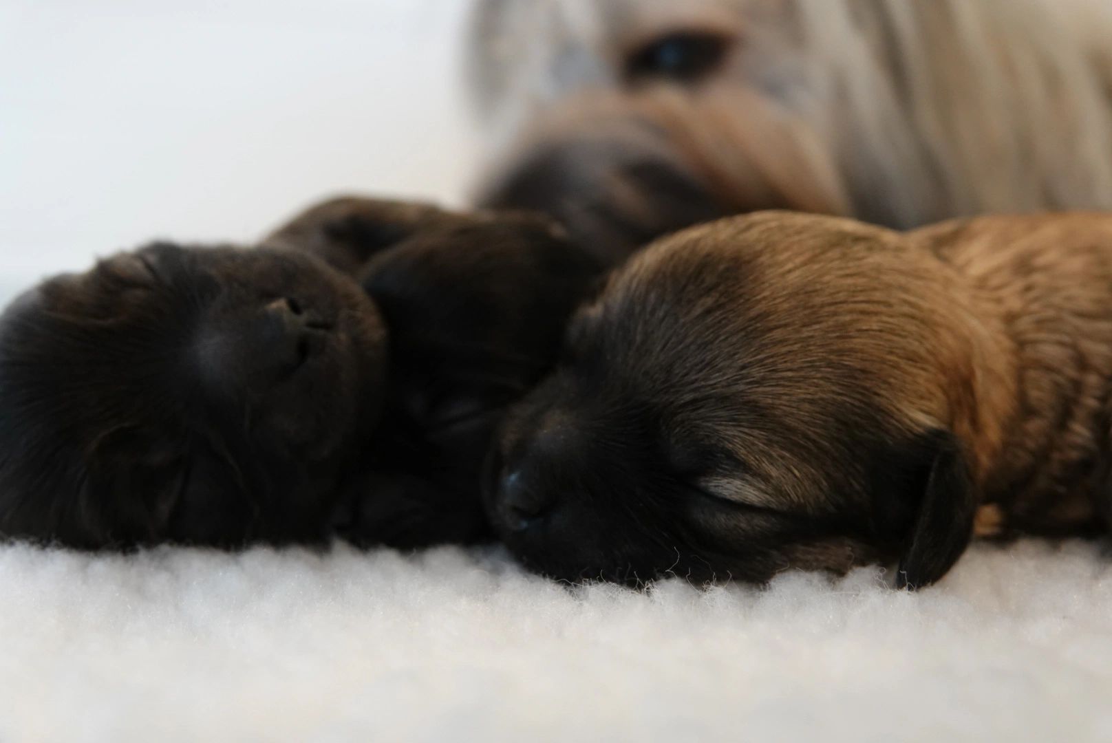 Havana Silk Dog puppy litter