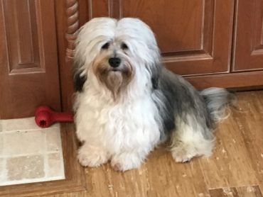Fluffy small dog with silky coat