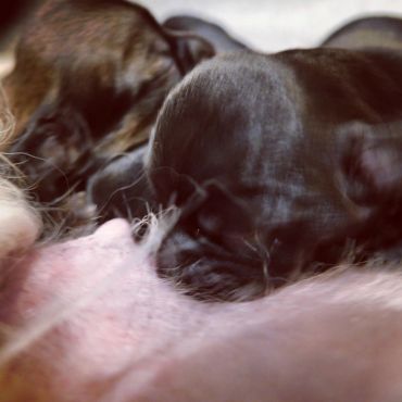 Puppy close-up silky coat