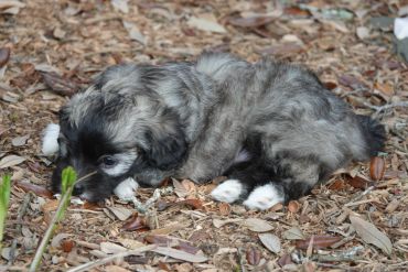 Small dog playing outdoors