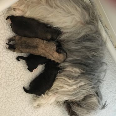 Puppy resting