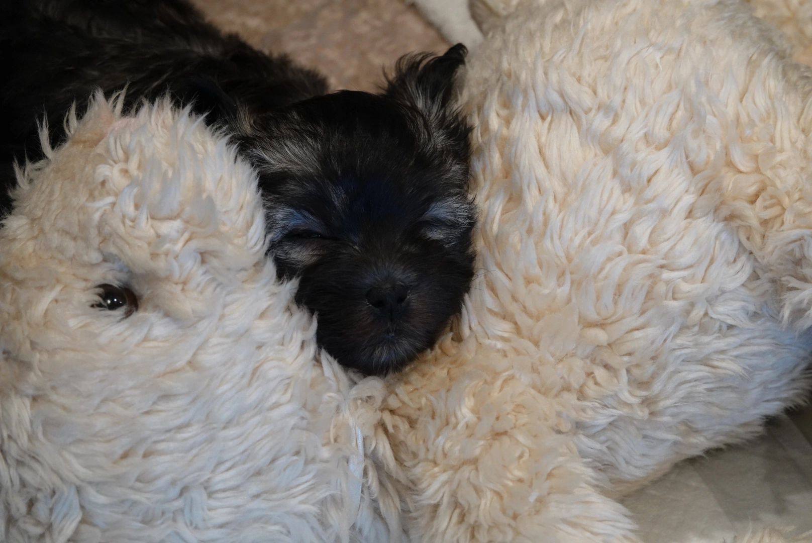 Happy puppy