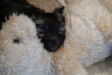 Puppy being held by family
